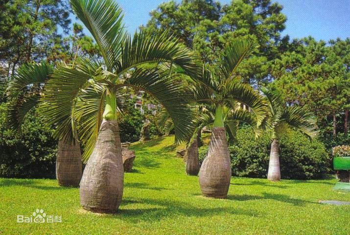 粗壯的酒瓶椰子樹