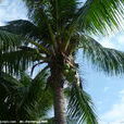 椰子樹(越王頭)
