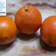 柑橘屬