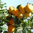 柑橘(芸香科下屬植物)