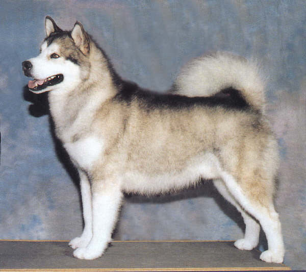 阿拉斯加雪橇犬