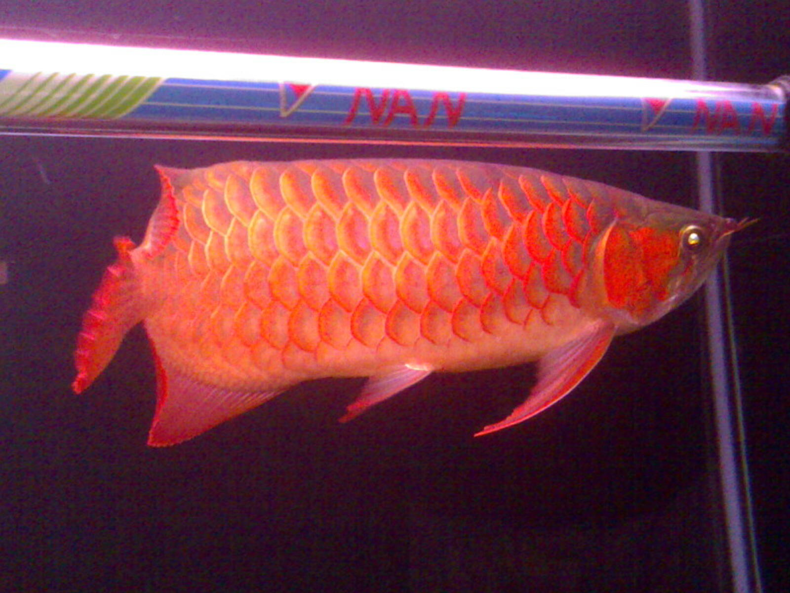 紅龍魚(圖5)