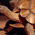 安哥洛卡象龜(安哥洛卡陸龜)