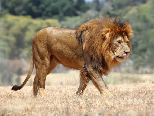 西非獅