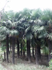 小棕櫚