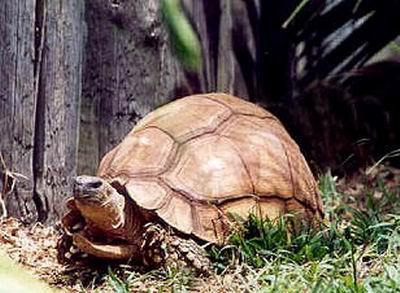 安哥洛卡象龜