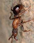 曲頰猛蟻屬（Gnamptogenys）