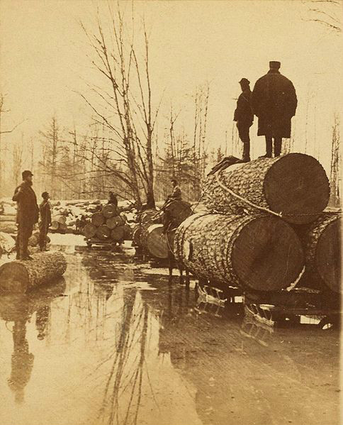 19世紀80年代的伐木業