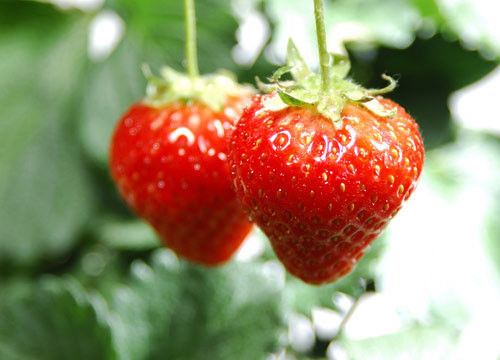 種草莓