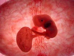 胚胎(生物學術語)