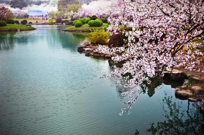 東湖櫻花園