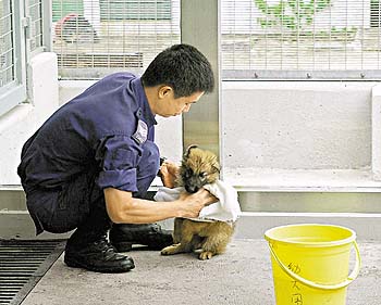 香港警犬隊幼犬