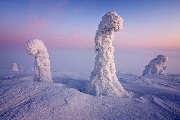 北極圈獨特景觀 雪樹