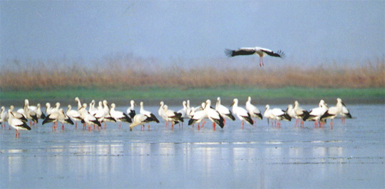 鄱陽湖濕地的蘆花候鳥