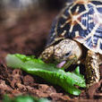 印度星斑陸龜(印度星龜)