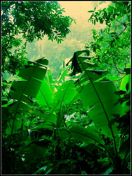 熱帶雨林