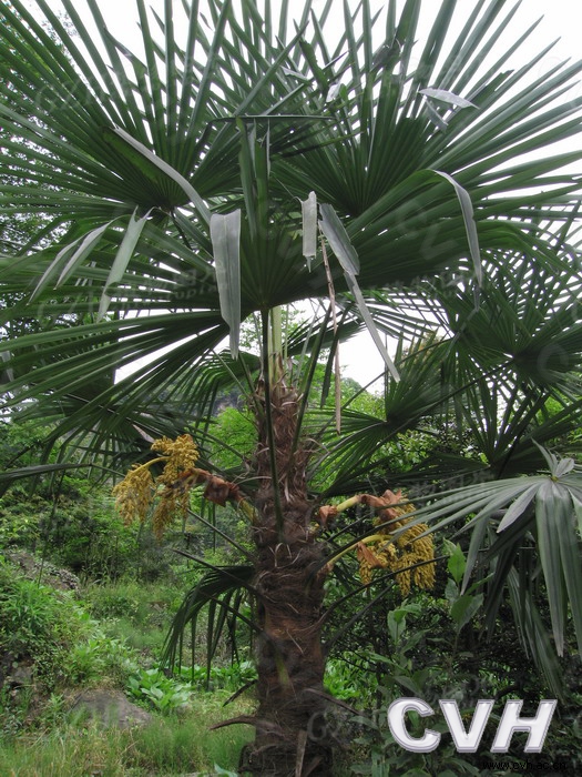 棕櫚