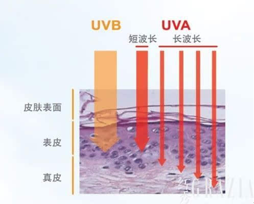 UVA(紫外線分類)