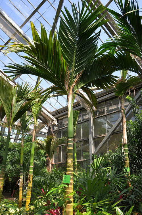 熱帶雨林溫室的檳榔樹