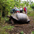 加拉帕戈斯象龜