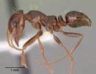 俄蟻屬（Rossomyrmex）