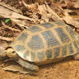 緬甸陸龜