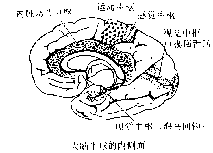 圖2 大腦半球的內側面