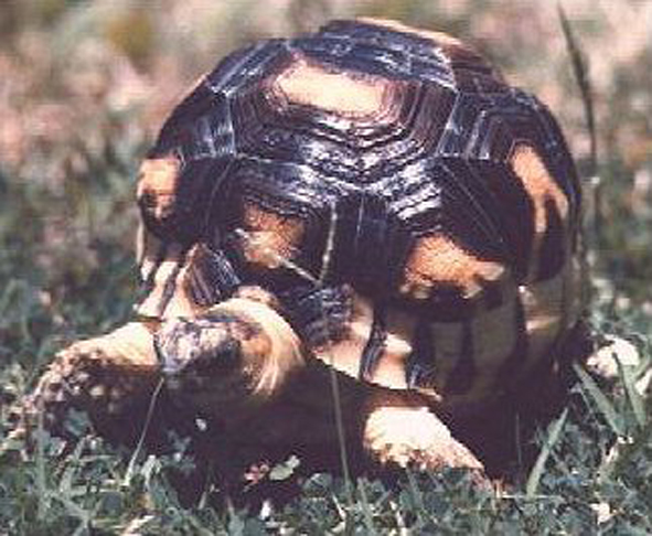 安哥洛卡象龜