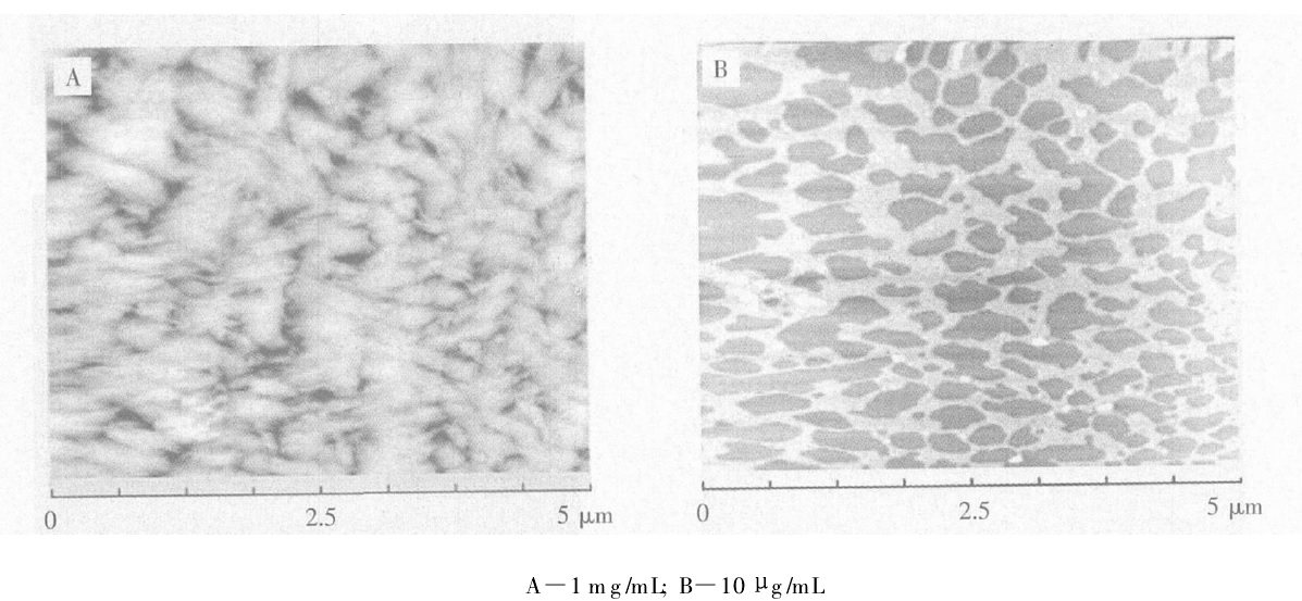 中性環境中魚鱗膠原蛋白的AFM圖像