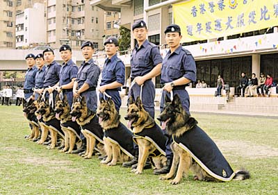 香港警犬隊匯報表演