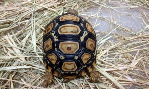 豹紋陸幼龜